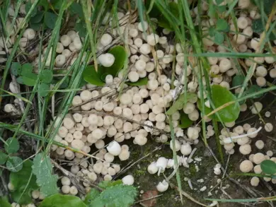 Fungi