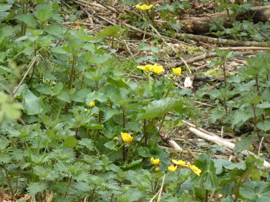 Marsh Marigolds