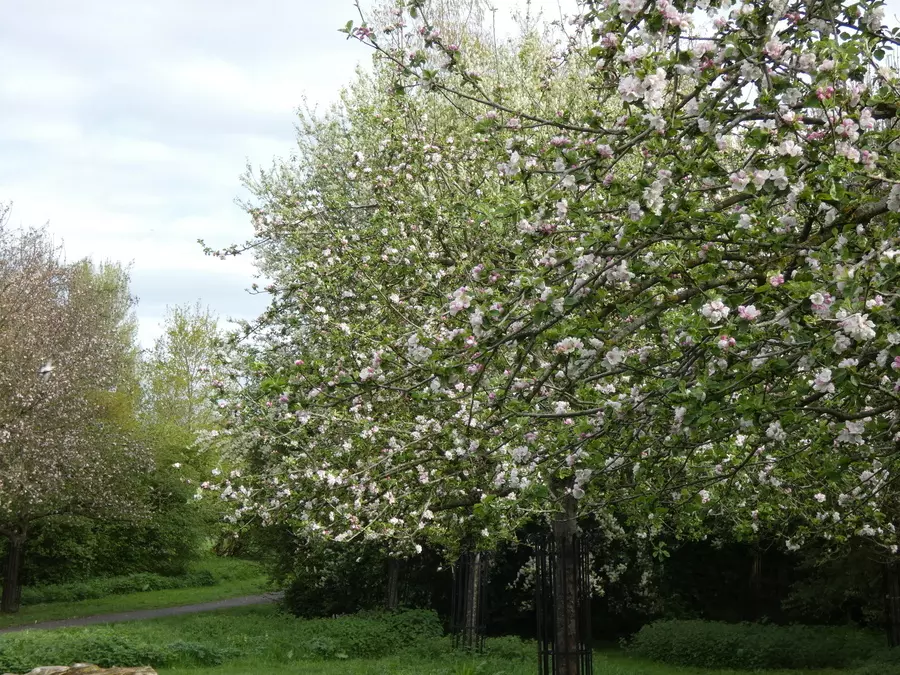 Orchard