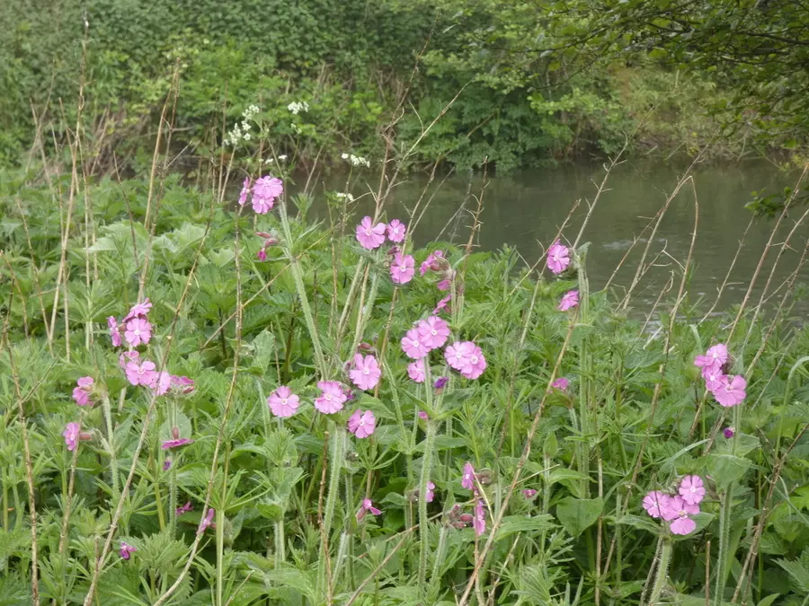 Red Campion
