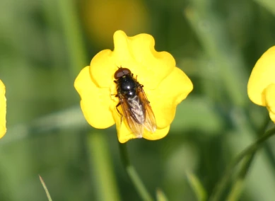 Fly