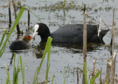 Coot