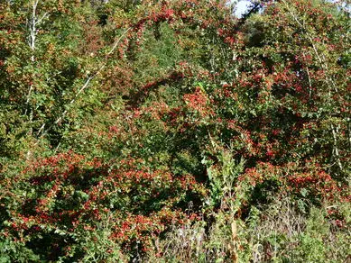 Hawthorn