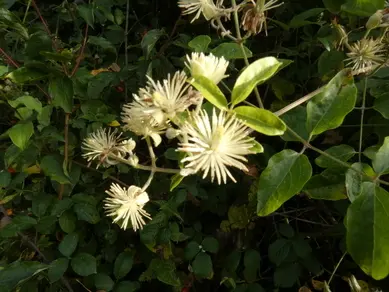 Old Man's Beard
