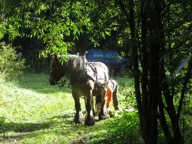 Horse