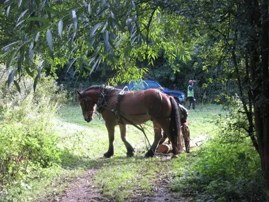 Horse