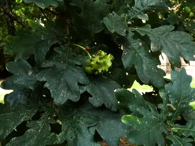 Knopper Gall