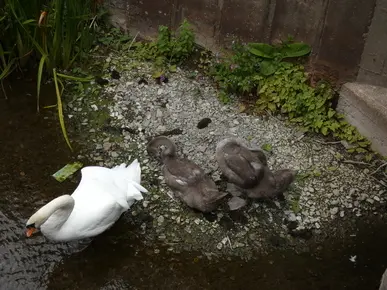 Swans
