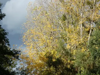 Black Poplar
