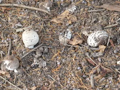 Parasol Mushroom