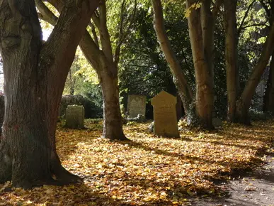 Beech Leaves