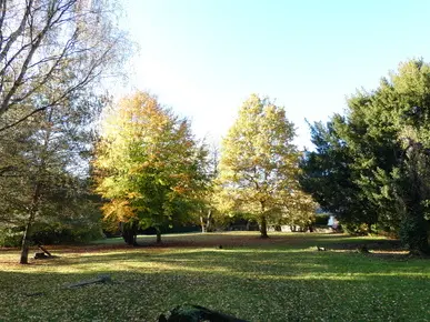 Beeches