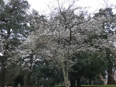 Cherry Blossom