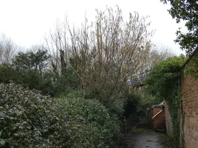Hazel Catkins