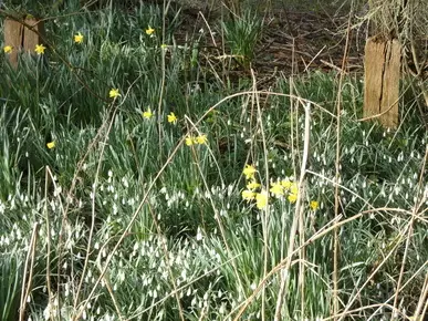 Daffodils