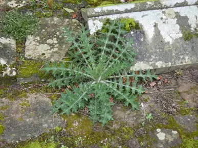 Thistle