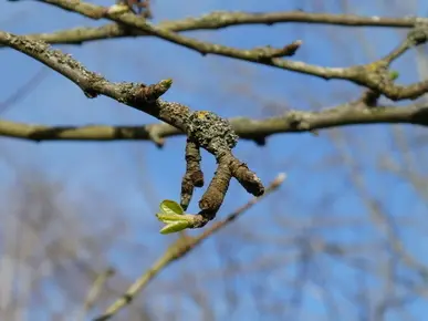 Leaf