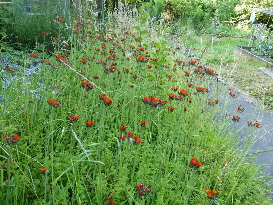 Orange Hawkweed