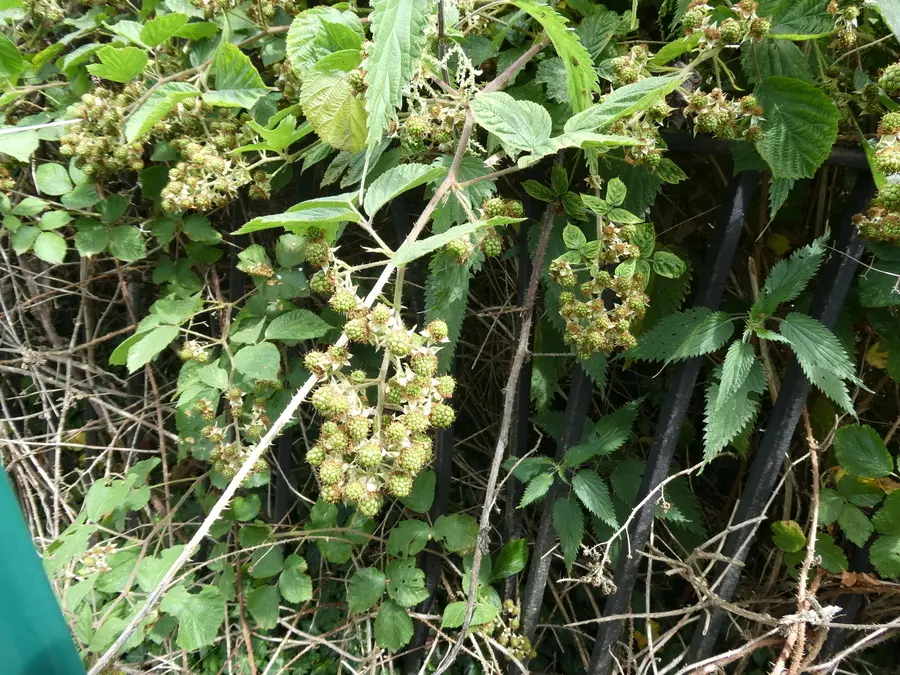 Blackberries