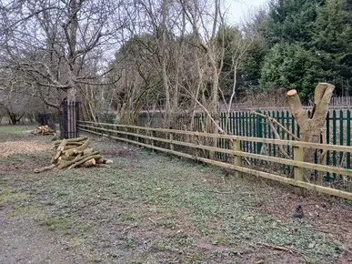 Pruning