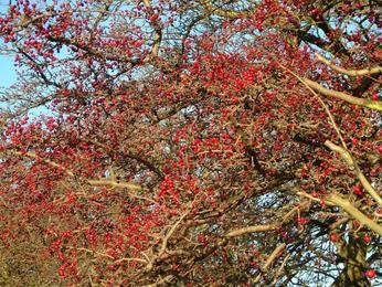 Haws