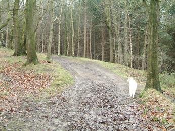 Silkstone