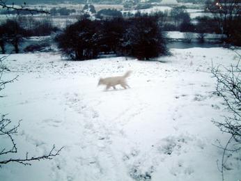 Willowbank