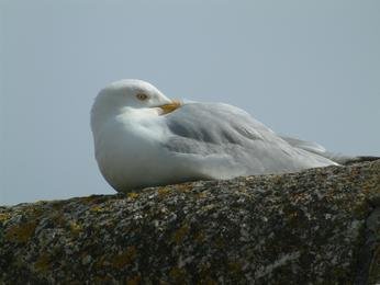Gull