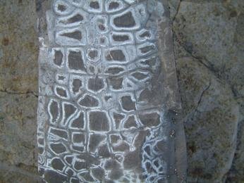 Fossil