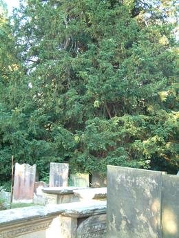 Yew