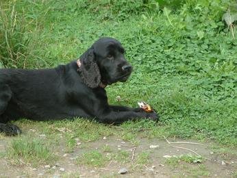 Max