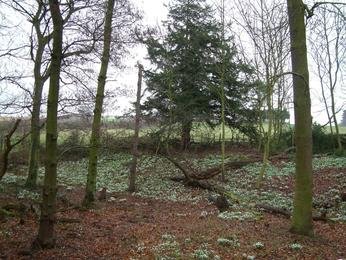 Snowdrops