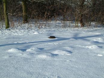 Fresh snow covering molehills Snow