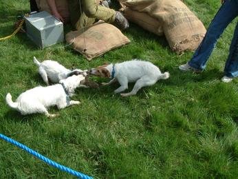 Terriers