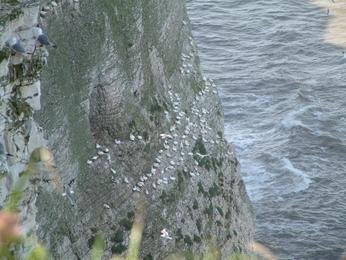 Bempton