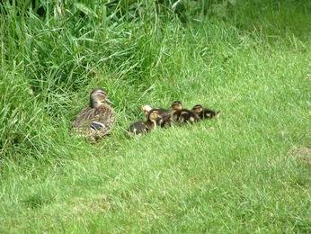 Ducks