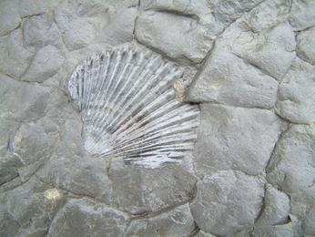 Fossil