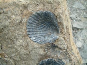 Fossil