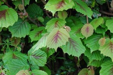 Leaves