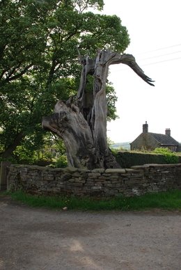 Oak