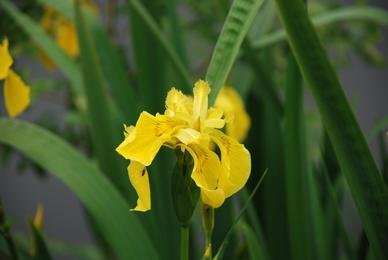 Iris