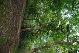 Oak