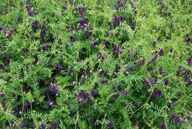 Vetch