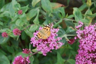 Painted Lady