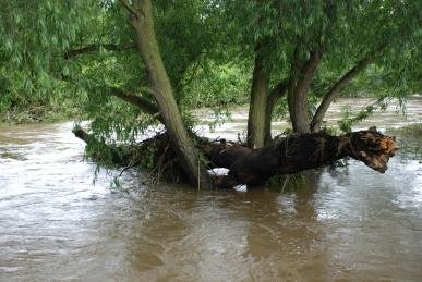 Flood
