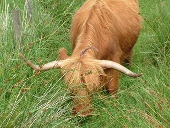 Threave