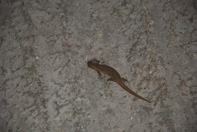 Lizard