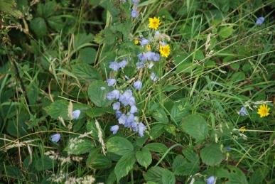 Harebells