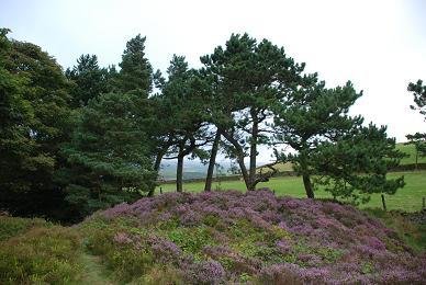 Heather