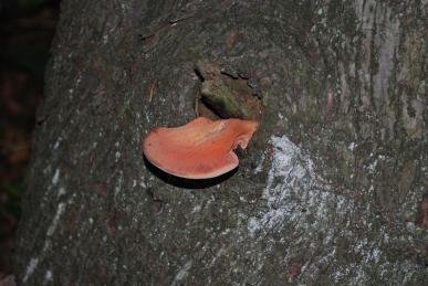 Fungus